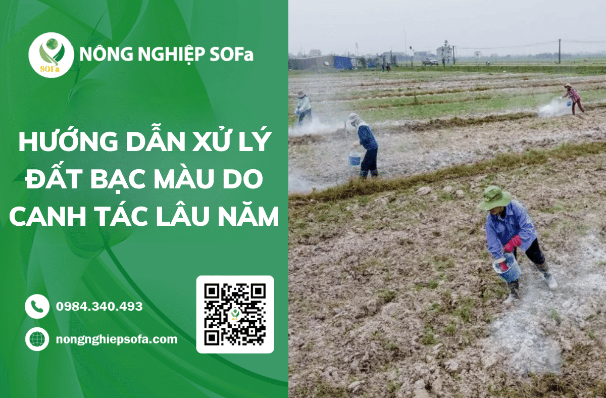 cach-xu-ly-dat-bac-mau-hieu-qua