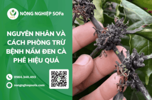 nguyen-nhan-benh-nam-den-tren-cay-ca-phe