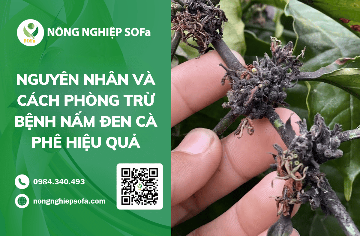 nguyen-nhan-benh-nam-den-tren-cay-ca-phe