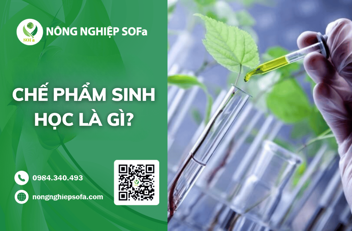 Che-pham-sinh-hoc-là-gì-ung-dung-cho-cay-trong