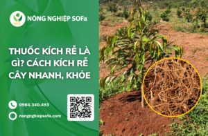 thuoc-kich-re-cay-trong-nhanh-khoe-cung-cay
