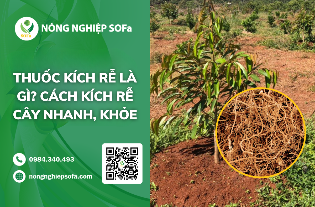 thuoc-kich-re-cay-trong-nhanh-khoe-cung-cay