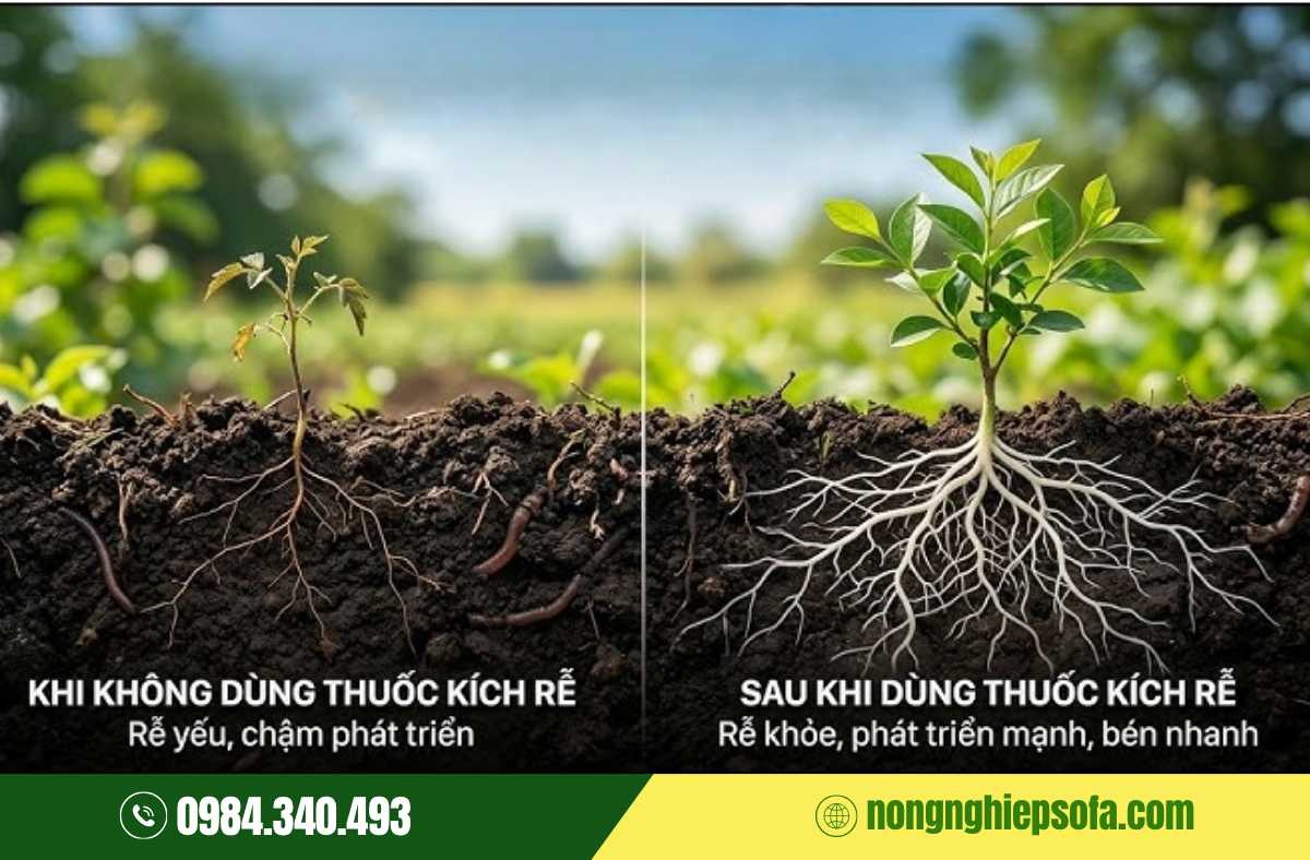 thuoc-kich-re-cay-sau-rieng-con