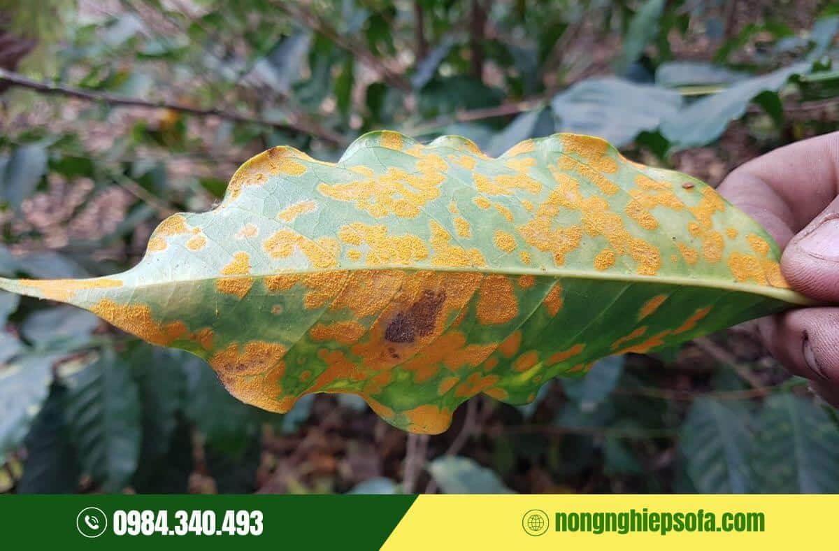Bệnh rỉ sắt trên cây cà phê: Cách nhận biết và xử lý nhanh chóng 3 Dấu hiệu nhận biết bệnh rỉ sắt trên cây cà phê
