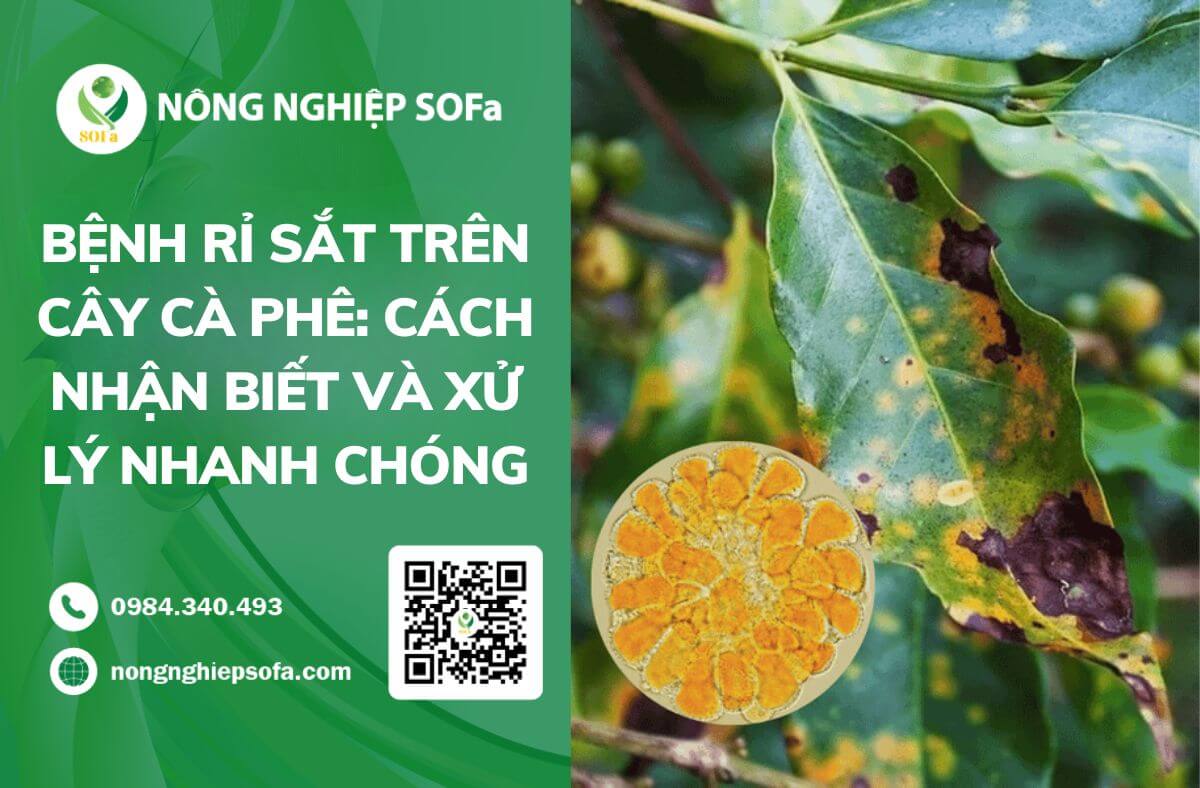 Bệnh rỉ sắt trên cây cà phê: Cách nhận biết và xử lý nhanh chóng 1 Bệnh rỉ sắt trên cây cà phê: Cách nhận biết và xử lý nhanh chóng