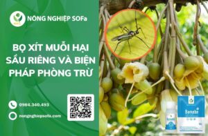 Bọ xít muỗi hại sầu riêng