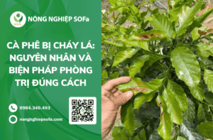 Cà phê bị cháy lá: Nguyên nhân và biện pháp phòng trị đúng cách
