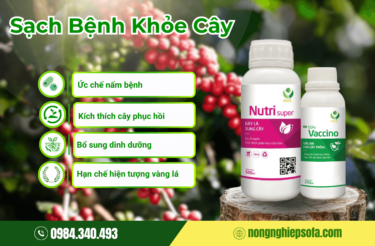Thuốc đặc trị bệnh cháy lá cà phê