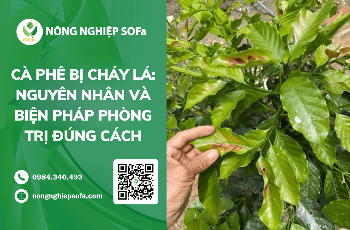 Cà phê bị cháy lá: Nguyên nhân và biện pháp phòng trị đúng cách