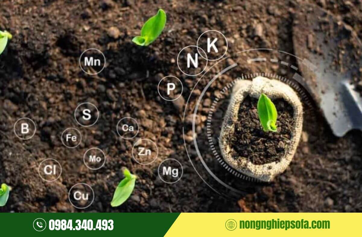 Phân bón vi lượng là gì? Chức năng và cách sử dụng hiệu quả 2 Phân bón vi lượng là gì