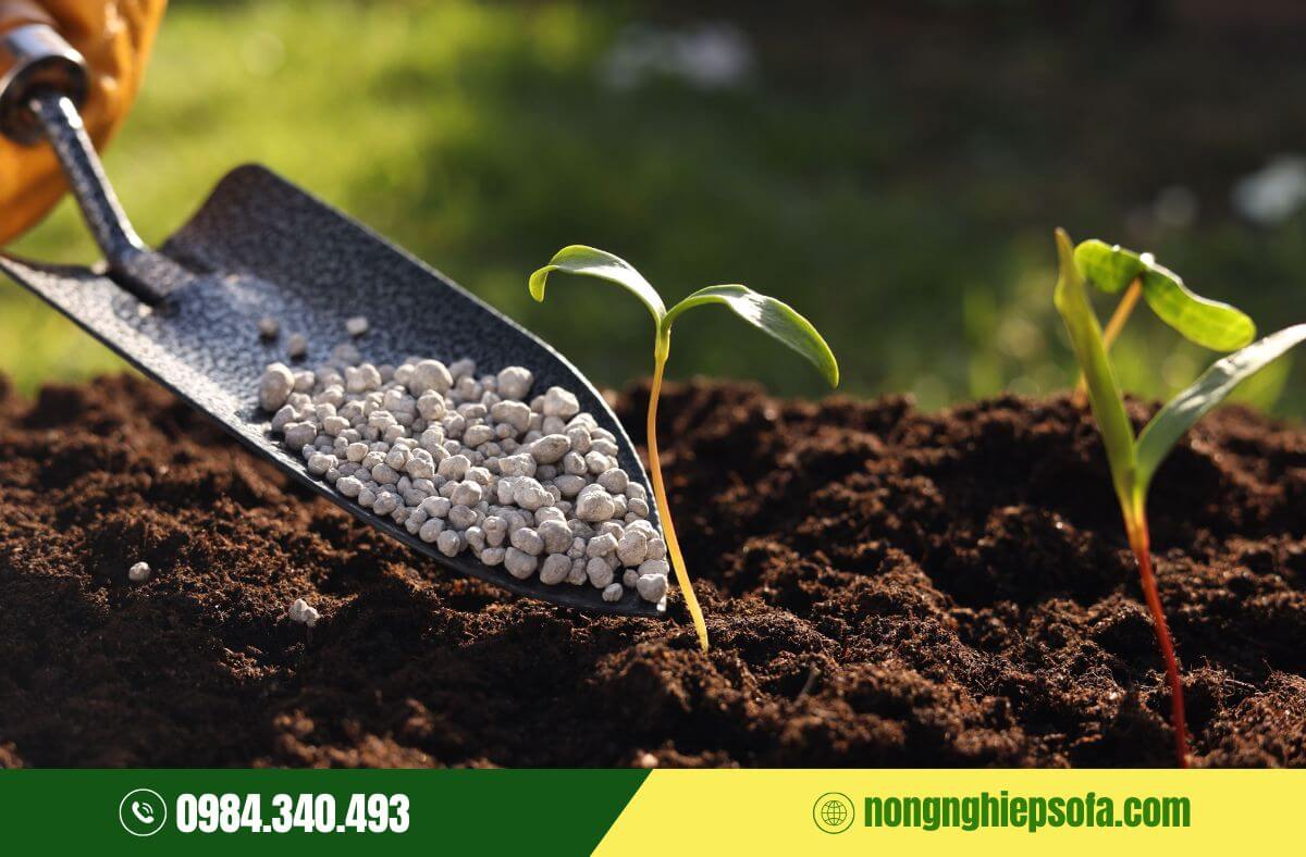 Phân bón vi lượng là gì? Chức năng và cách sử dụng hiệu quả 4 phân bón vi lượng