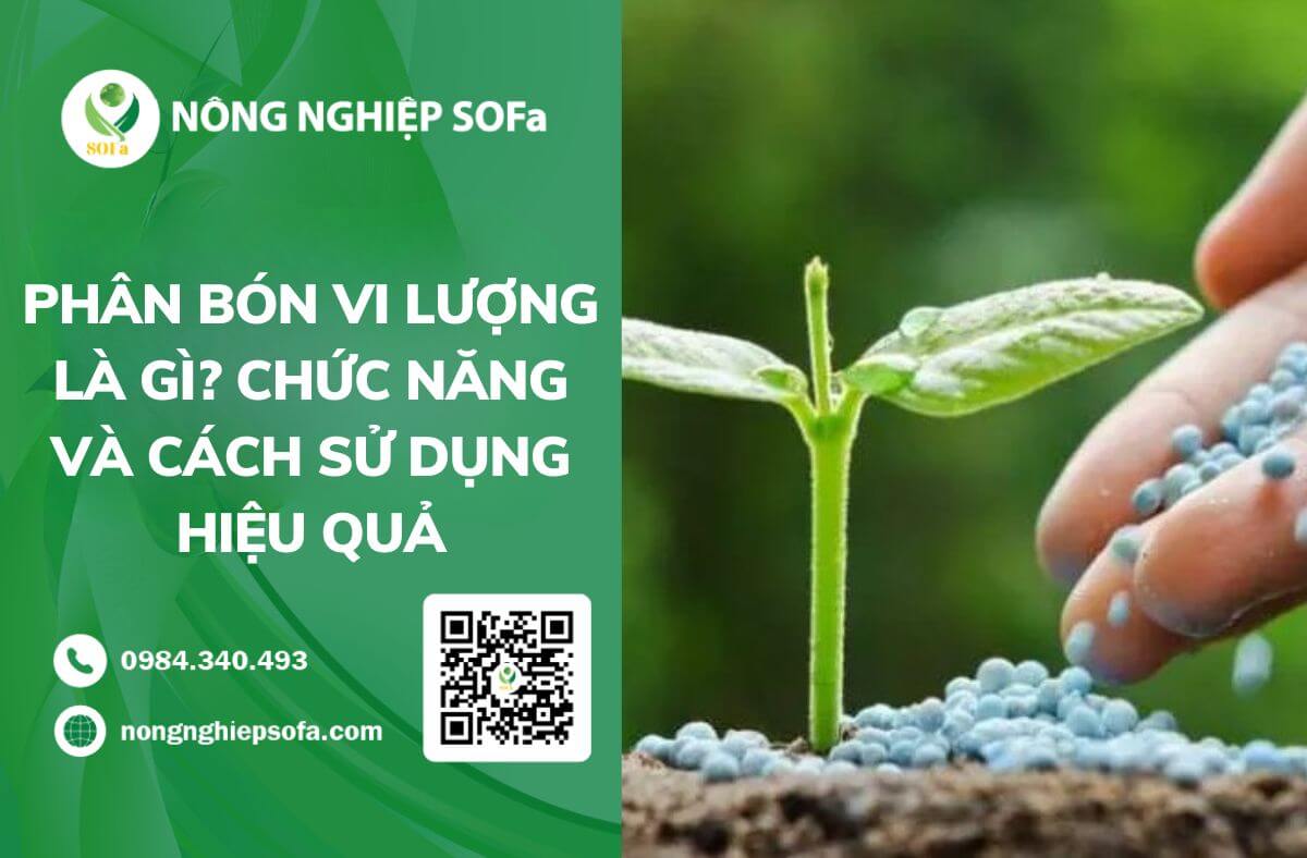 Phân bón vi lượng là gì? Chức năng và cách sử dụng hiệu quả 1 Phân bón vi lượng là gì