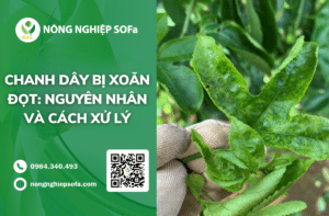 cach-xu-ly-chanh-day-bi-xoan-dot