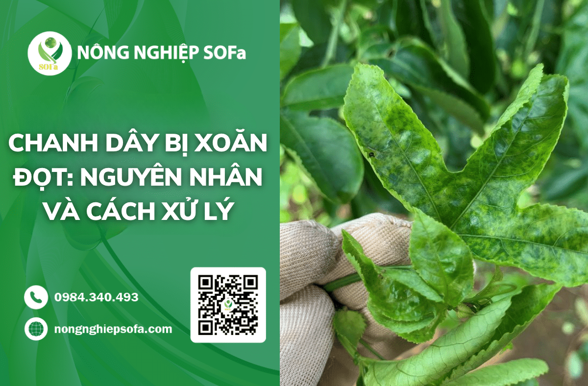 cach-xu-ly-chanh-day-bi-xoan-dot