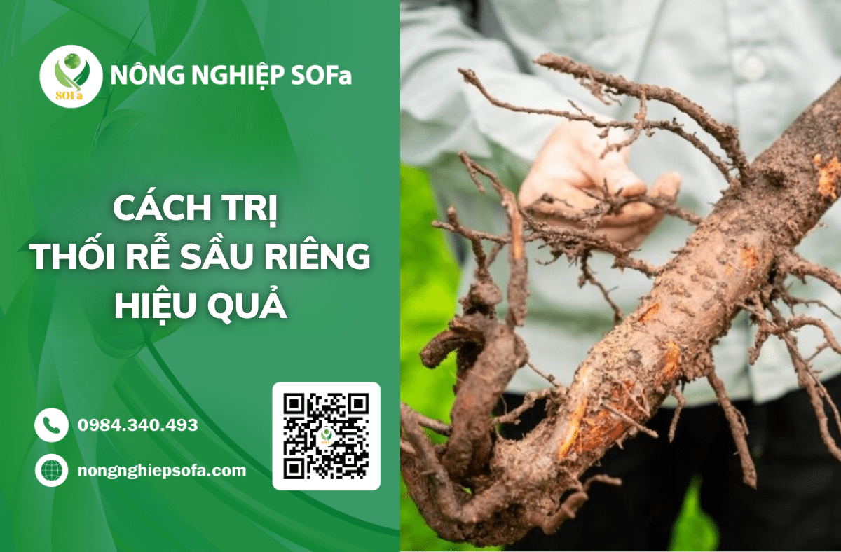 cach-tri-thoi-re-sau-rieng-hieu-qua