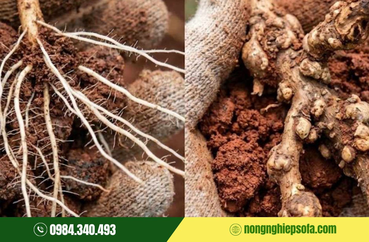 Cách trị thối rễ sầu riêng hiệu quả 1 thoi-re-sau-rieng