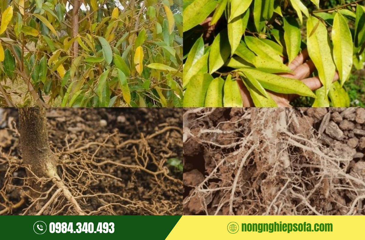 Cách trị thối rễ sầu riêng hiệu quả 2 benh-vang-la-thoi-re-sau-rieng