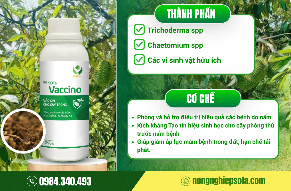 Cách trị thối rễ sầu riêng hiệu quả 4 thuoc-tri-thoi-re-sau-rieng