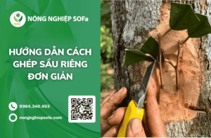 cach-ghep–sau-rieng-goc-2-nam-hieu-qua