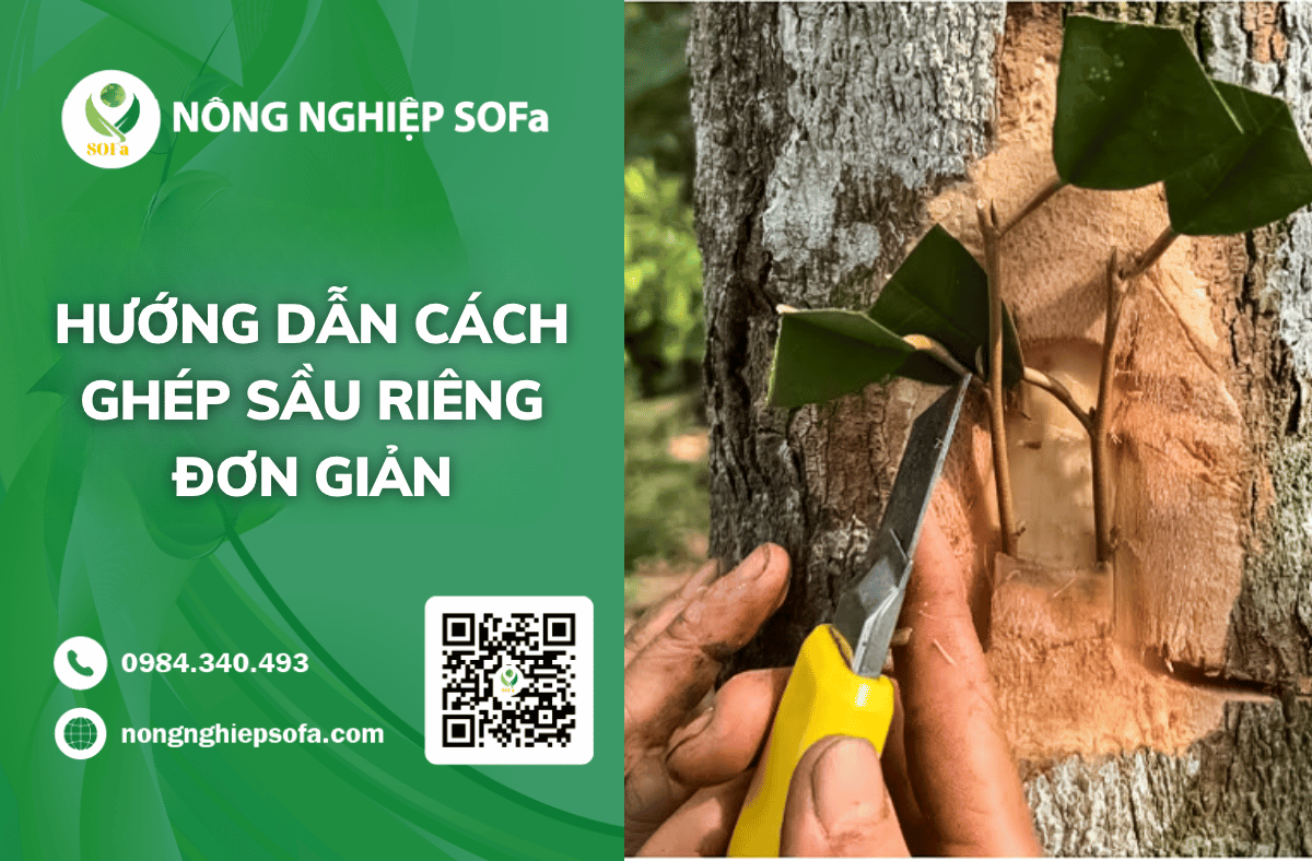 cach-ghep–sau-rieng-goc-2-nam-hieu-qua
