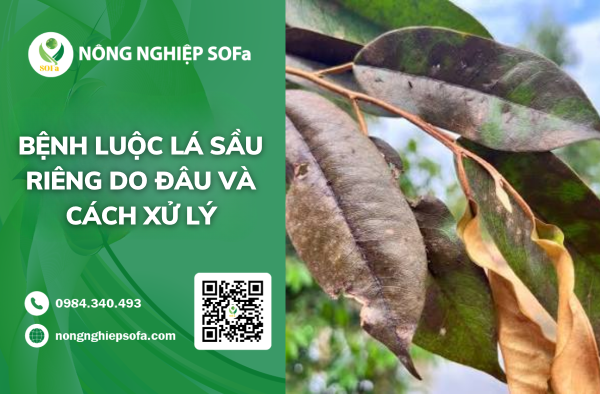 benh-luoc-la-sau-rieng-do-dau-va-cach-xu-ly