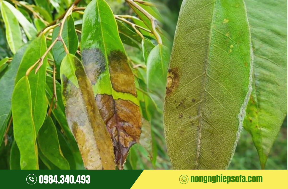 Bệnh luộc lá sầu riêng do đâu và 5 cách xử lý 1 thuoc-tri-benh-luoc-la-sau-rieng