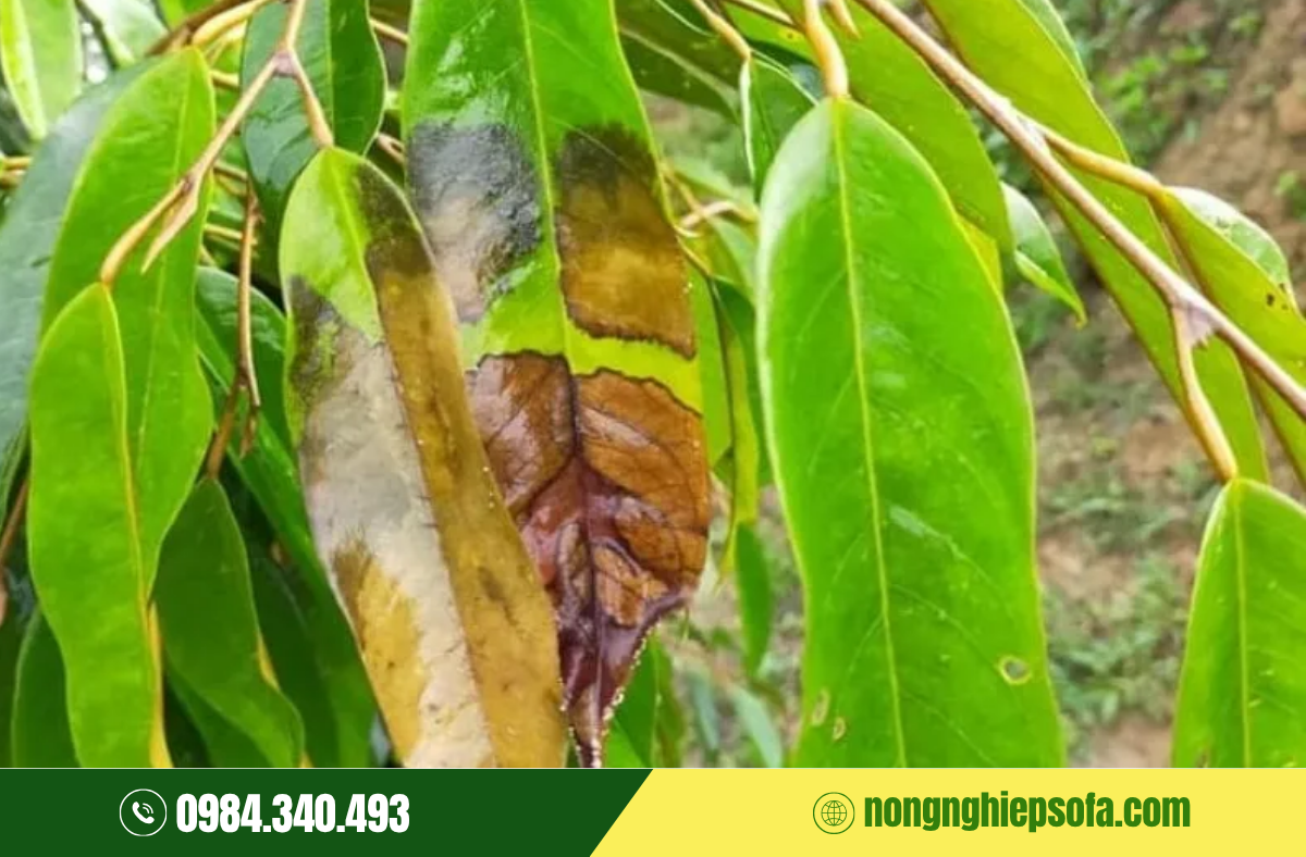 Bệnh luộc lá sầu riêng do đâu và 5 cách xử lý 2 benh-luoc-la-sau-rieng-do-dau