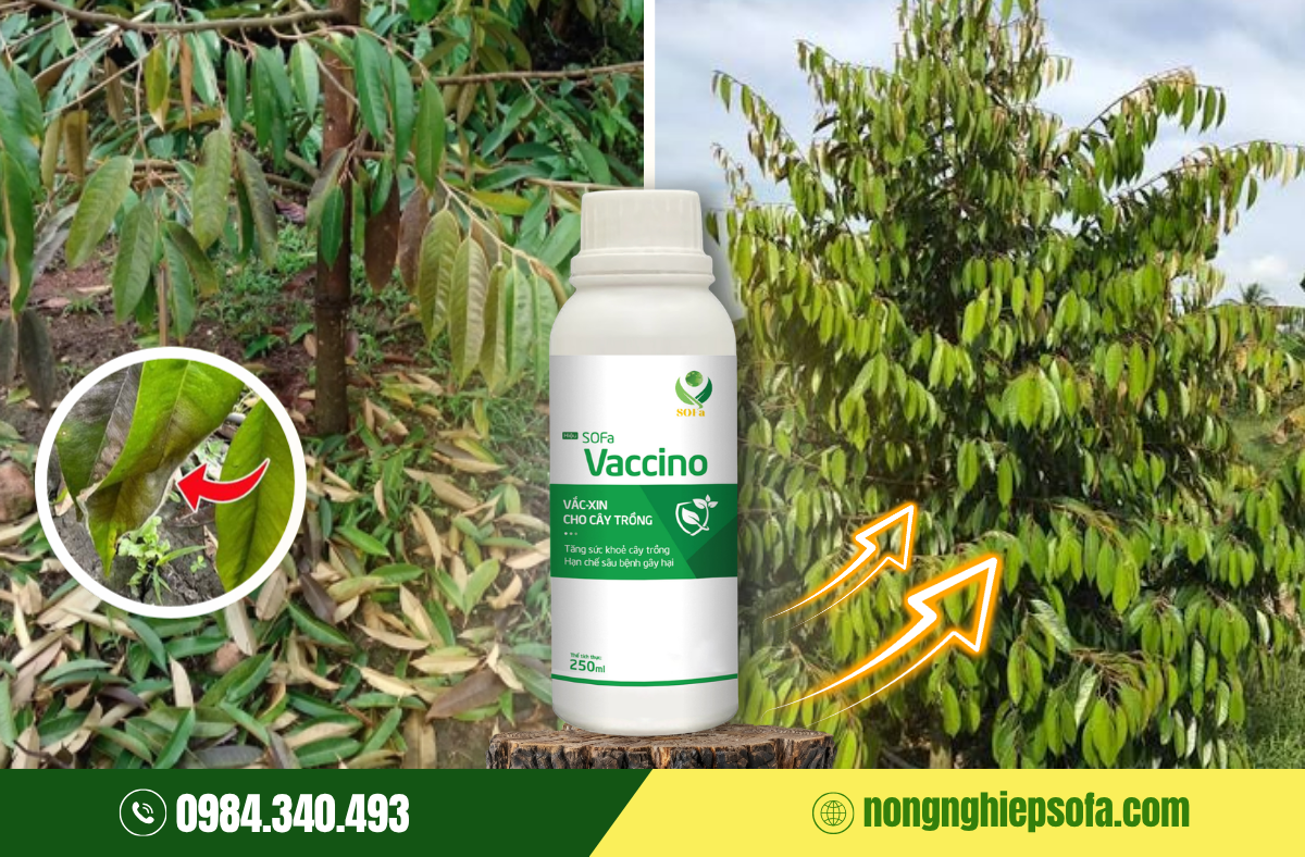 Bệnh luộc lá sầu riêng do đâu và 5 cách xử lý 4 ttru-nam-sinh-hoc