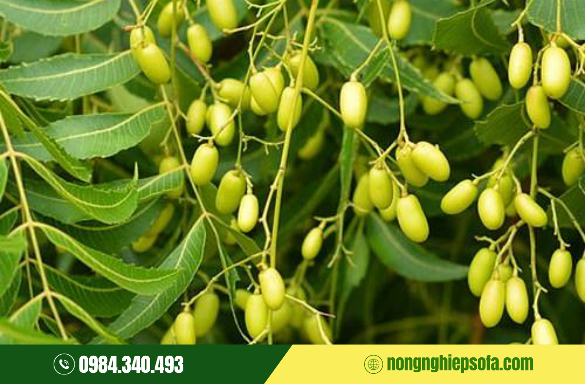 cach-lam-thuoc-tru-sau-sinh-hoc-tai-nha-bang-la-neem