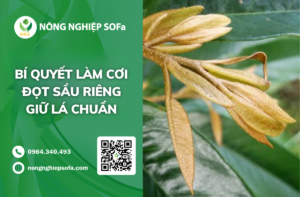 bi-quyet-lam-coi-dot-sau-rieng-giu-la