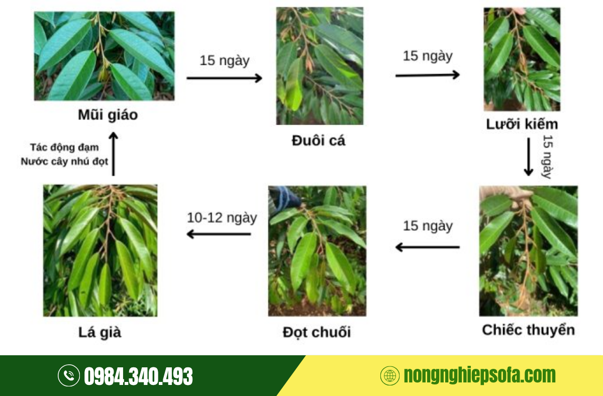 thuoc-kich-coi-dot-sau-rieng-phat-trien-manh