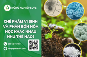 che-pham-vi-sinh-và-phan-bon-hoa-hoc-khac-nhau
