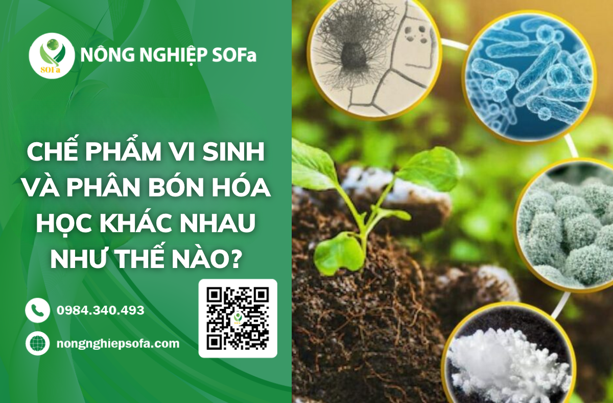 che-pham-vi-sinh-và-phan-bon-hoa-hoc-khac-nhau