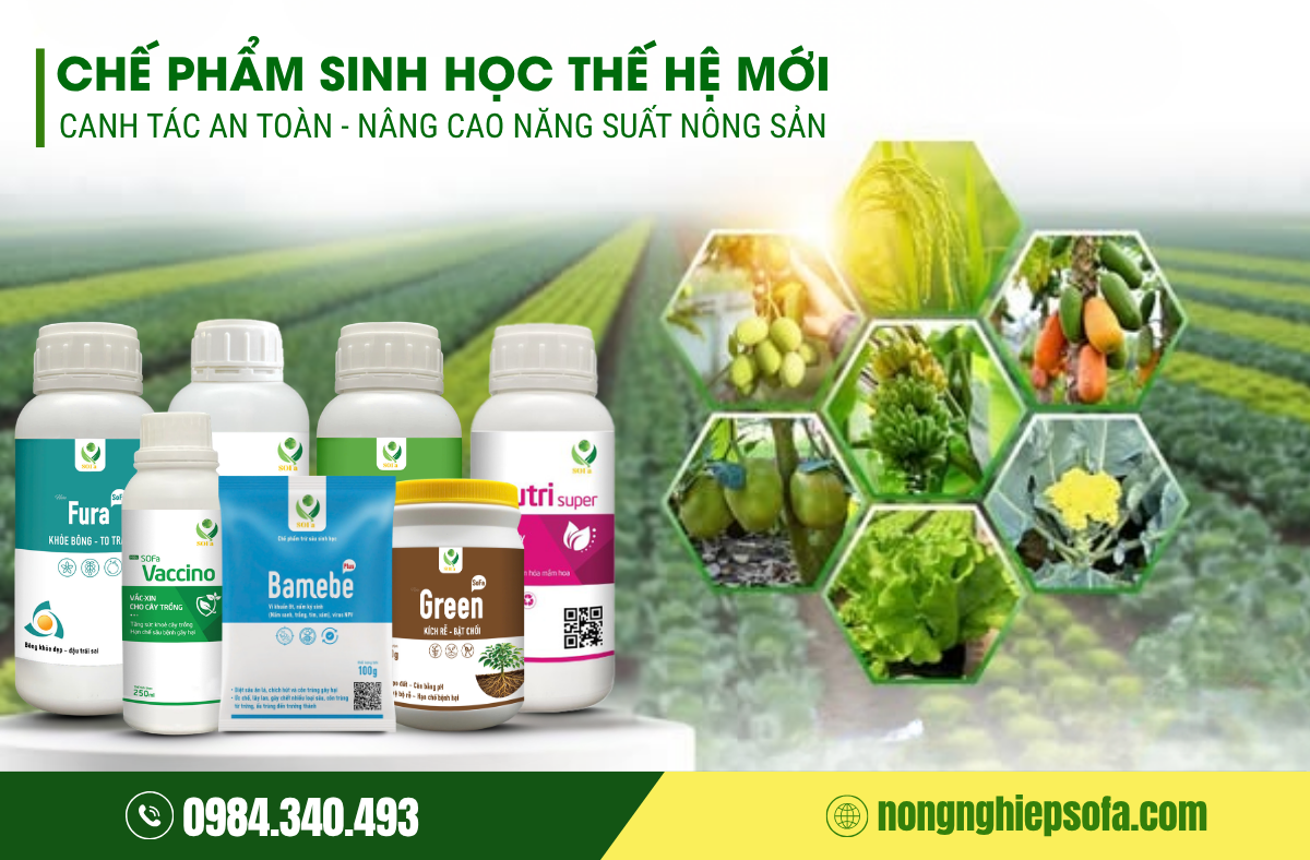 cac-loai-che-pham-vi-sinh-hieu-qua-nhat