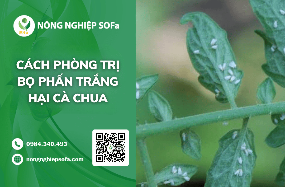 cach-phong-trị-bo-phan-trang-hại-ca-chua