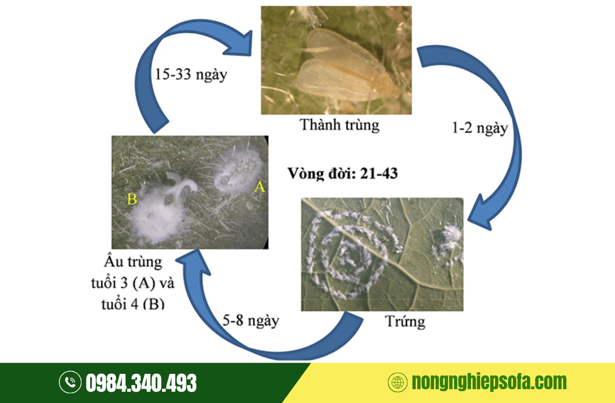 vong-doi-bo-phan-trang-hai-cà-chua