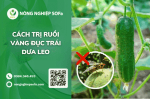 cach-tri-ruoi-vang-duc-trai-dua-leo