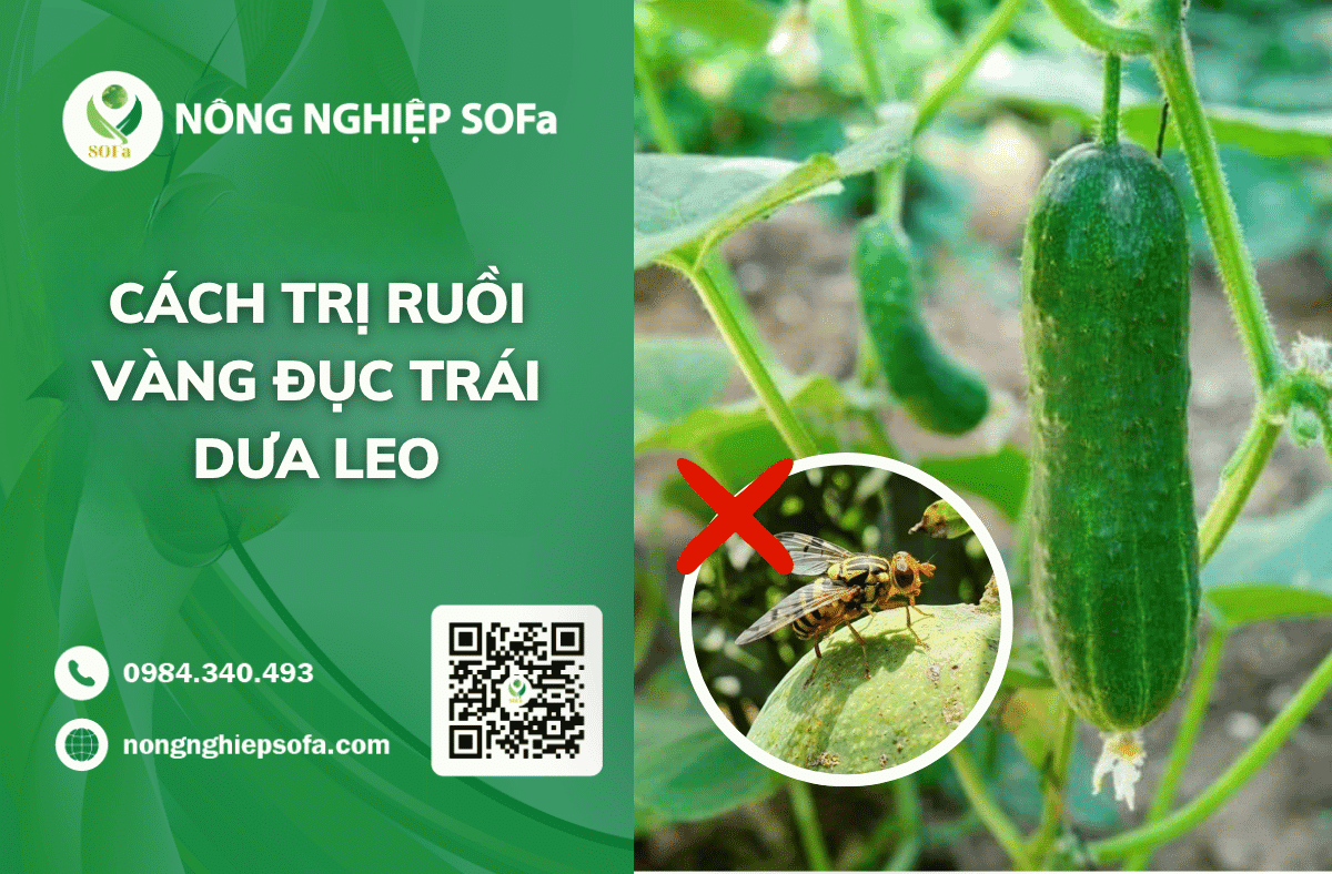 cach-tri-ruoi-vang-duc-trai-dua-leo