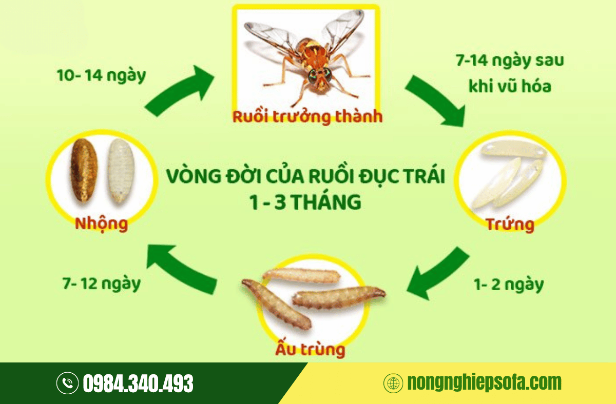 Cách trị ruồi vàng đục trái dưa leo số 1 Việt Nam 1 ruoi-vang-duc-trai
