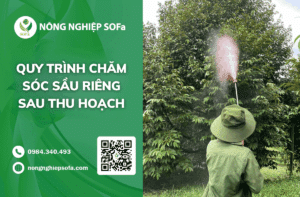 cham-soc-sau-rieng-sau-thu-hoach