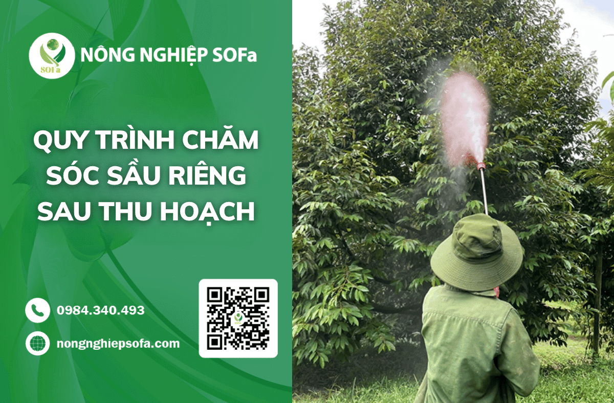 cham-soc-sau-rieng-sau-thu-hoach