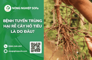 benh-tuyen-trung-hai-re-cay-ho-tieu