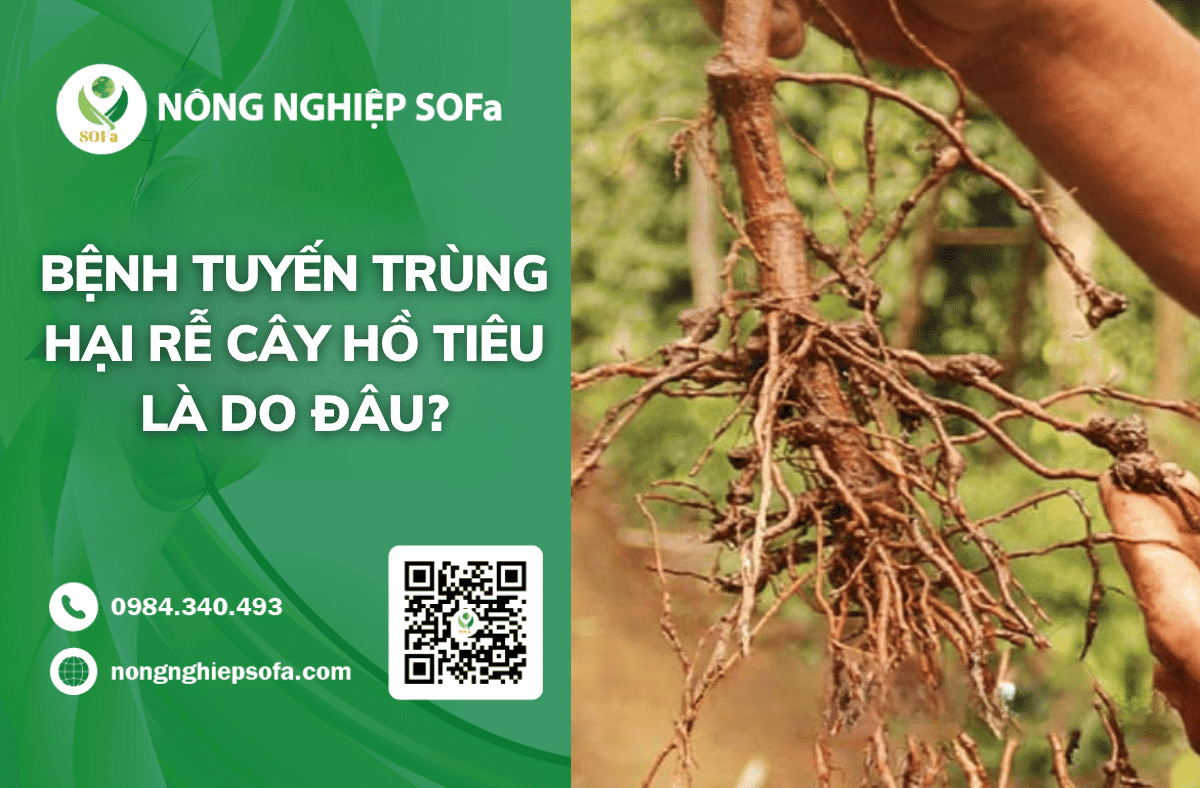benh-tuyen-trung-hai-re-cay-ho-tieu