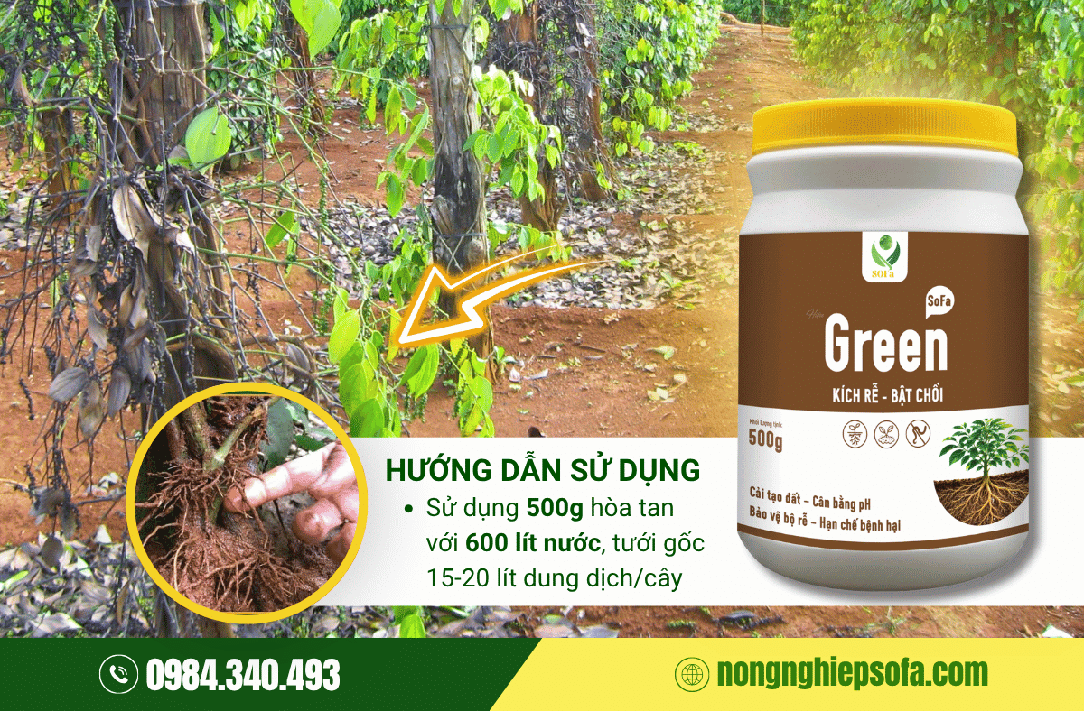 phong-ngua-tuyen-trung-re-ho-tieu