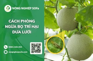 cach-phong-tru-bo-tri-hai-dua-luoi