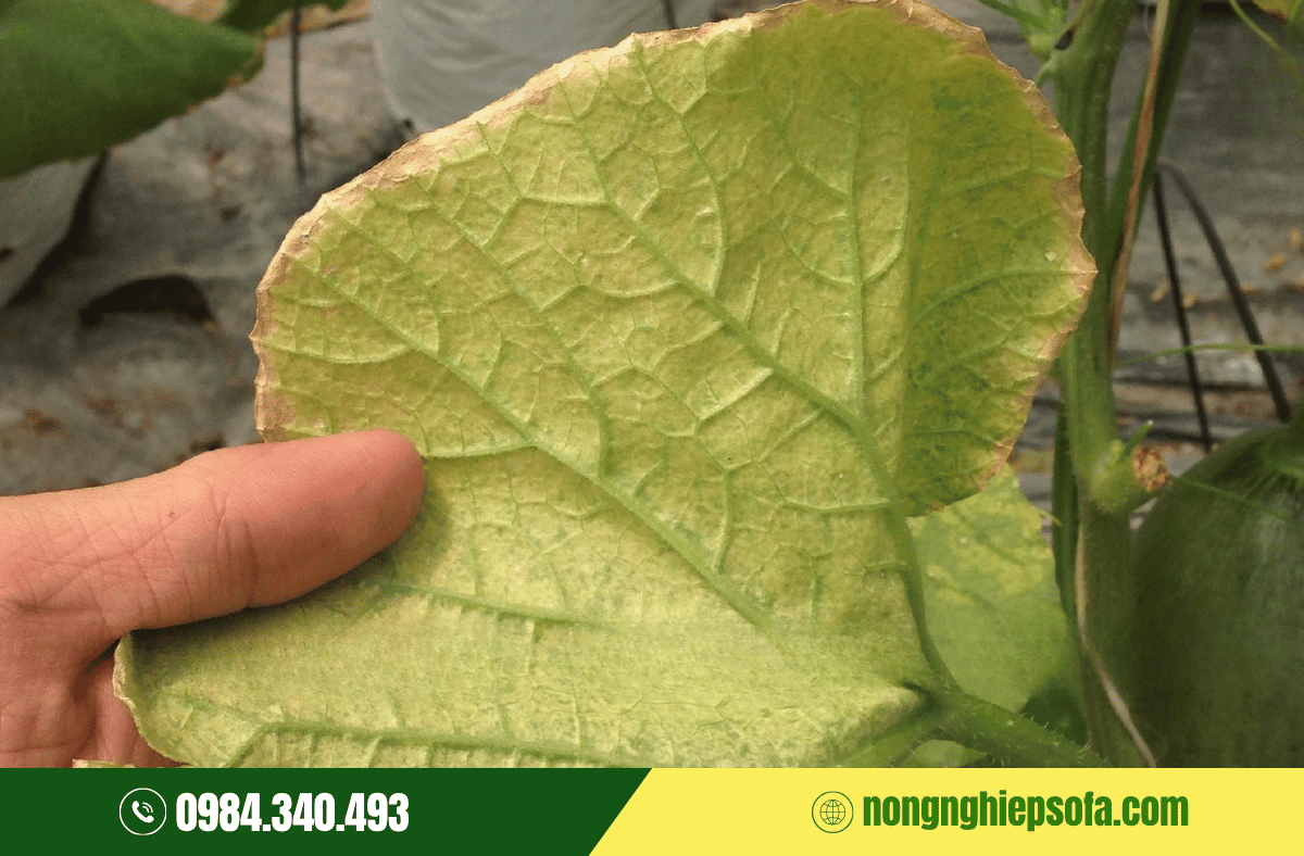 Cách phòng ngừa bọ trĩ hại dưa lưới 4 trong-dua-luoi-trong-nha-kinh