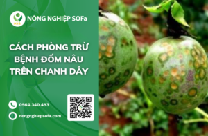 cach-phong-tru-benh-dom-nau-tren-chanh-day