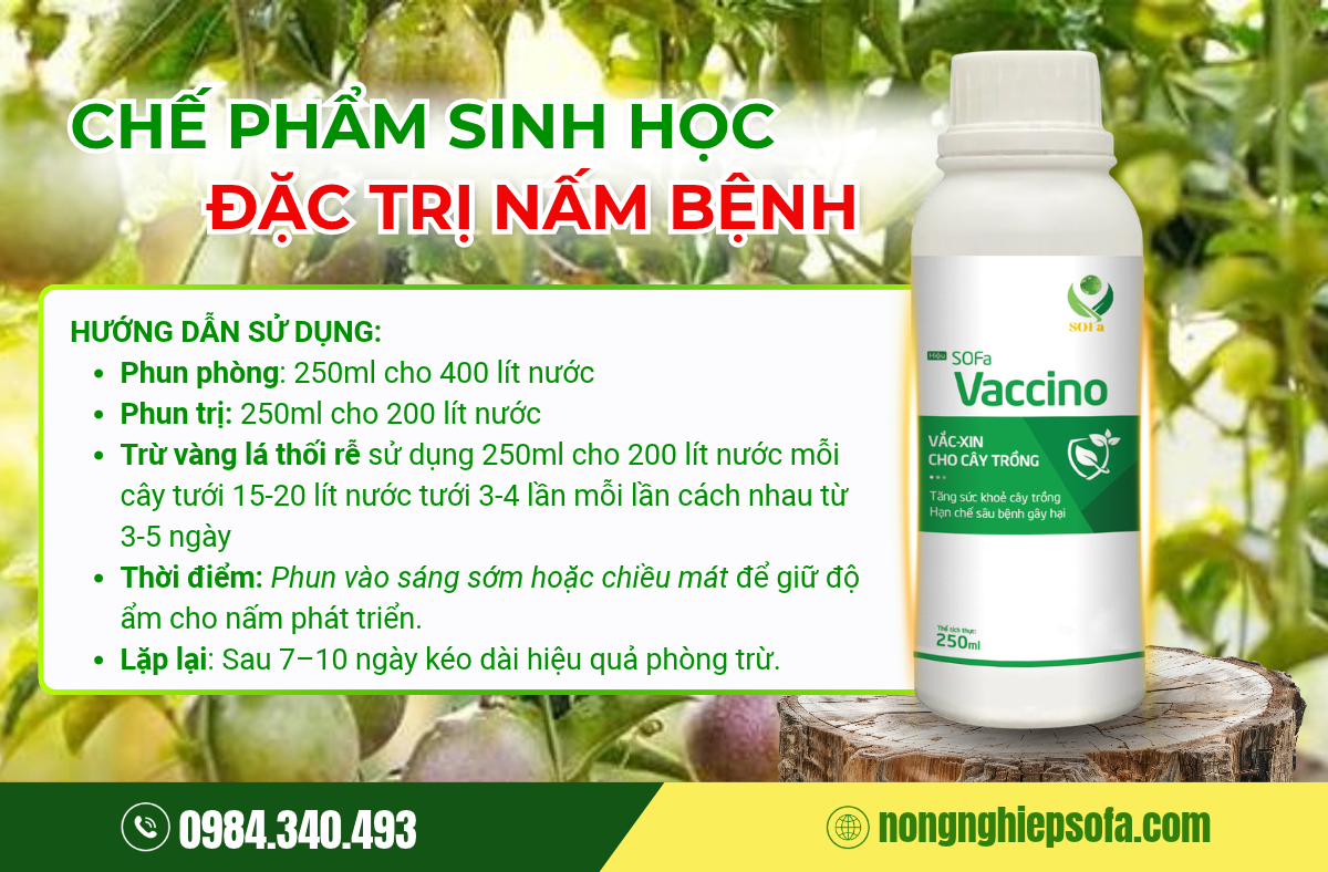 tri-benh-dom-nau-tren-chanh-day