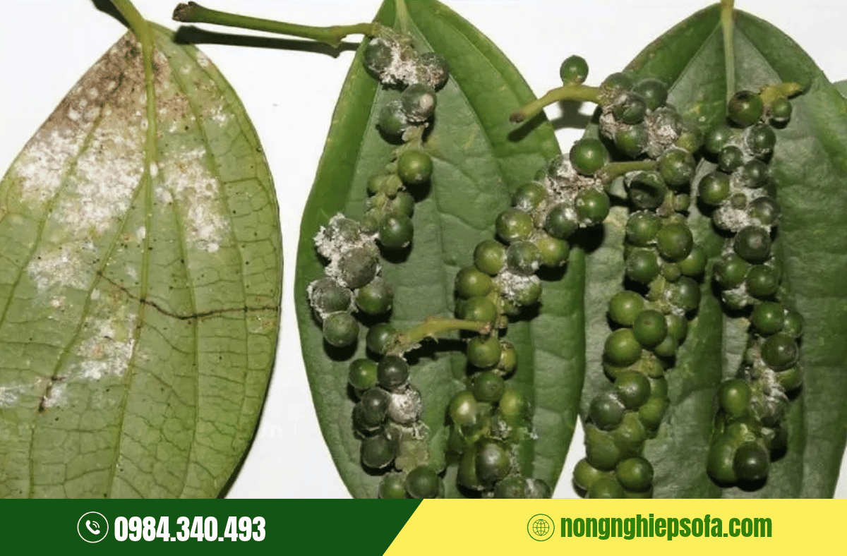 Phòng Trừ Rệp Kim Hại Tiêu Hiệu Quả 2 dau-hieu-rep-kim-hai-