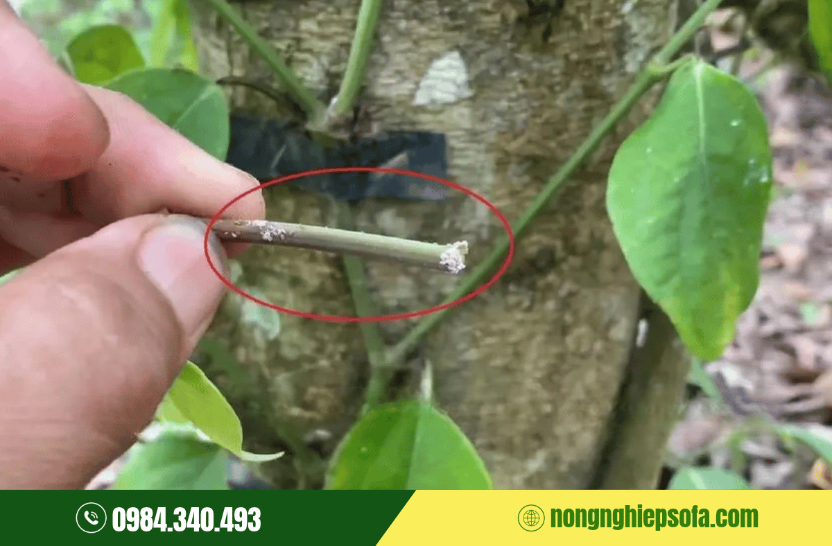 Phòng Trừ Rệp Kim Hại Tiêu Hiệu Quả 3 rep-kim-hai-tieu